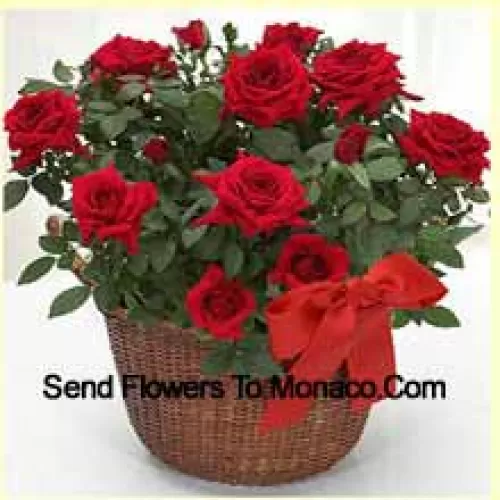 A Beautiful Arrangement Of 19 Red Roses With Seasonal Fillers