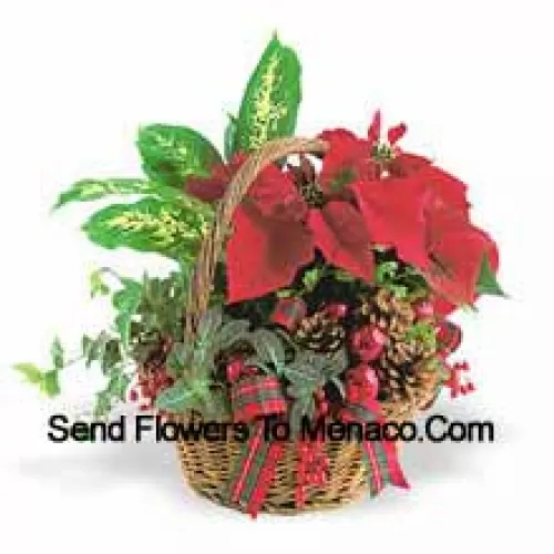 Deze langdurige feestelijke planter bevat een assortiment stevige indoor groene planten gecombineerd met een feestelijke mini-kerstster en versierd met dennenappels en accenten. (Let op: we behouden het recht om elk product te vervangen door een geschikt product van gelijke waarde in geval van niet-beschikbaarheid van een bepaald product)