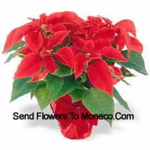 A worldwide holiday tradition! Poinsettias are a thoughtful way to say 'Happy Holidays' and add a long-lasting splash of color to any decor (Please Note That We Reserve The Right To Substitute Any Product With A Suitable Product Of Equal Value In Case Of Non-Availability Of A Certain Product)