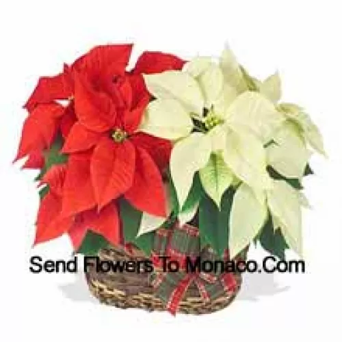 Two colorful, long-lasting poinsettias combined in a basket for a stylish holiday gift! One is red, and the other is white, pink, or another popular color. (Please Note That We Reserve The Right To Substitute Any Product With A Suitable Product Of Equal Value In Case Of Non-Availability Of A Certain Product)